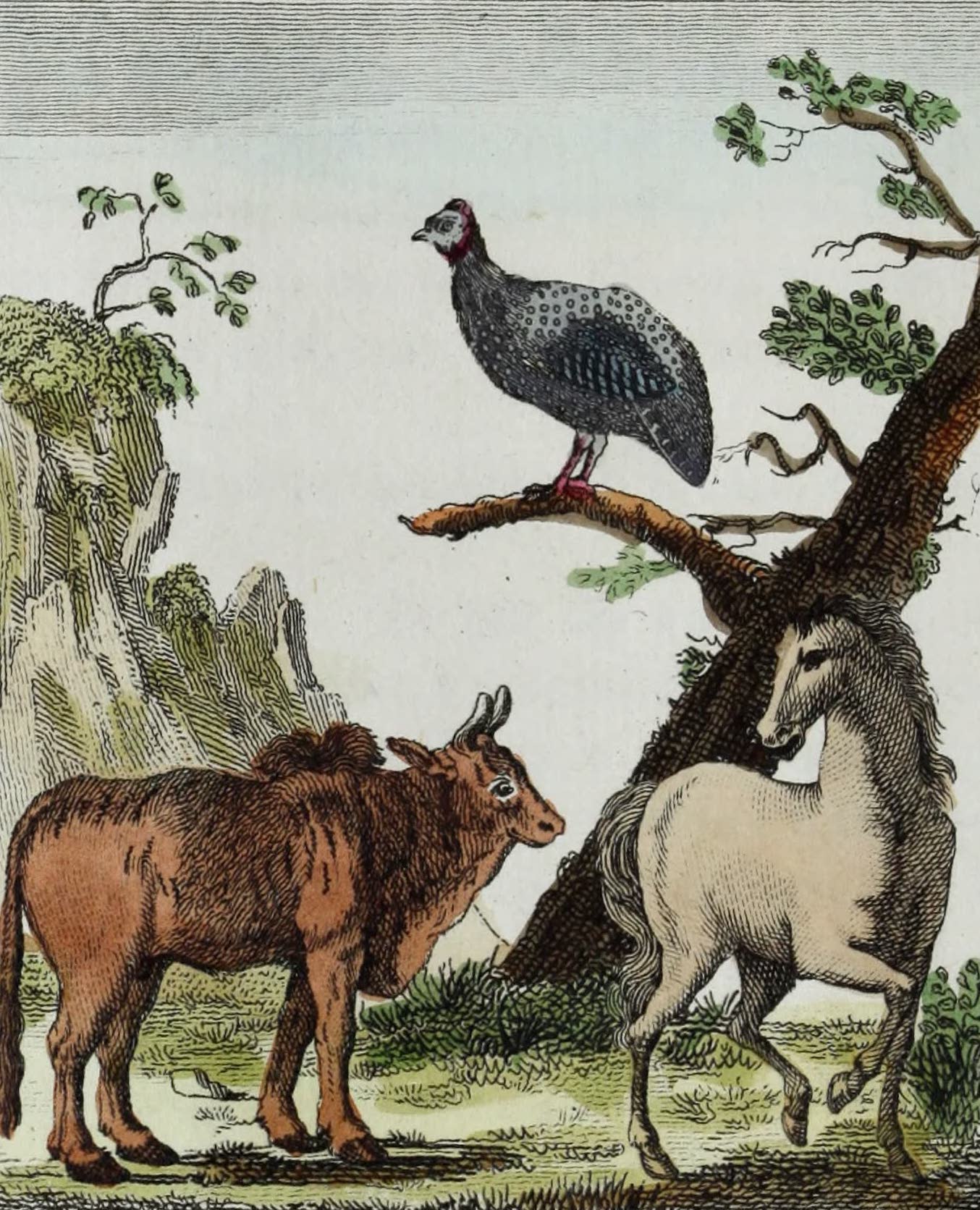 Geographie Vivante, ou, Tableaux Raisonnes - La Pintade, le Zebu, le Cheval (1821)