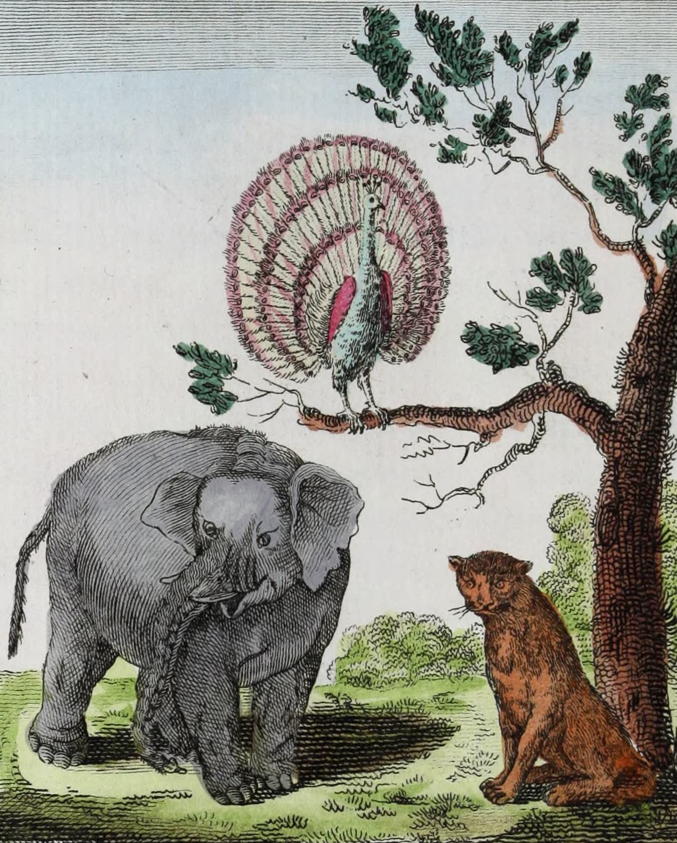 Geographie Vivante, ou, Tableaux Raisonnes - Le Paon, l'Elephant, le Tigre (1821)