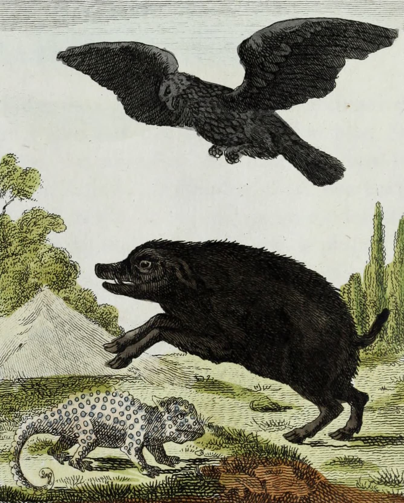 Geographie Vivante, ou, Tableaux Raisonnes - L'Aigle, le Sanglier sauvage, le Cameleon (1821)