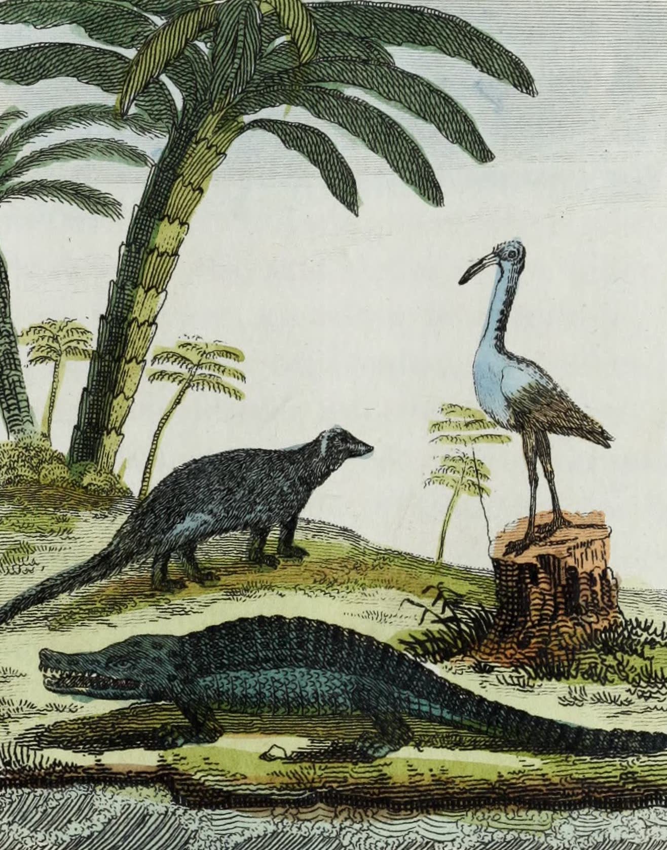 Geographie Vivante, ou, Tableaux Raisonnes - La Maugouste, l'Ibis, le Crocodile (1821)