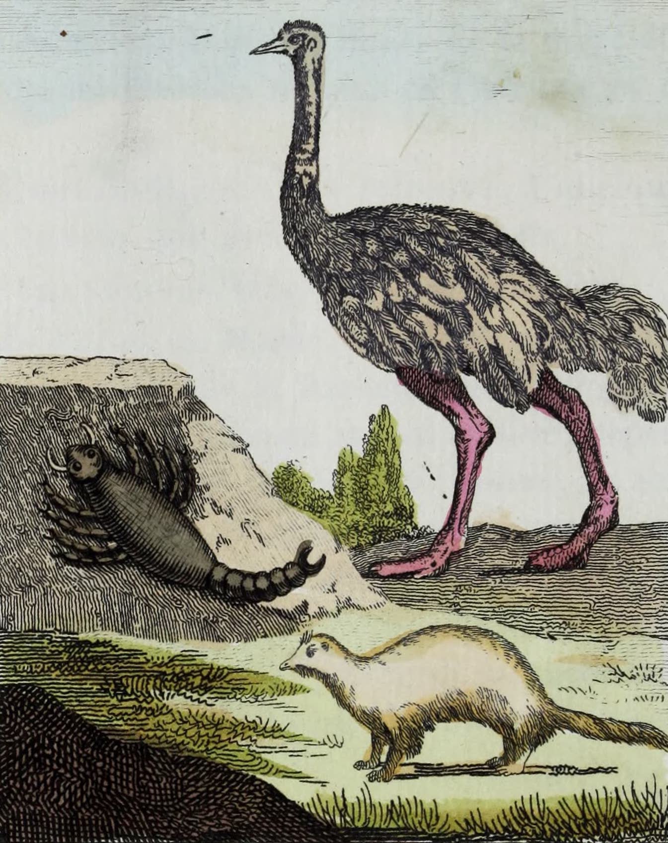 Geographie Vivante, ou, Tableaux Raisonnes - L'Autruche, le Scorpion, le Furet (1821)