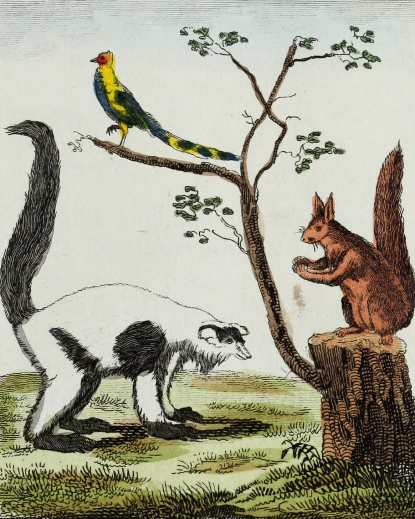 Geographie Vivante, ou, Tableaux Raisonnes - Le Vari, l'Eceureuil, le Faisan (1821)