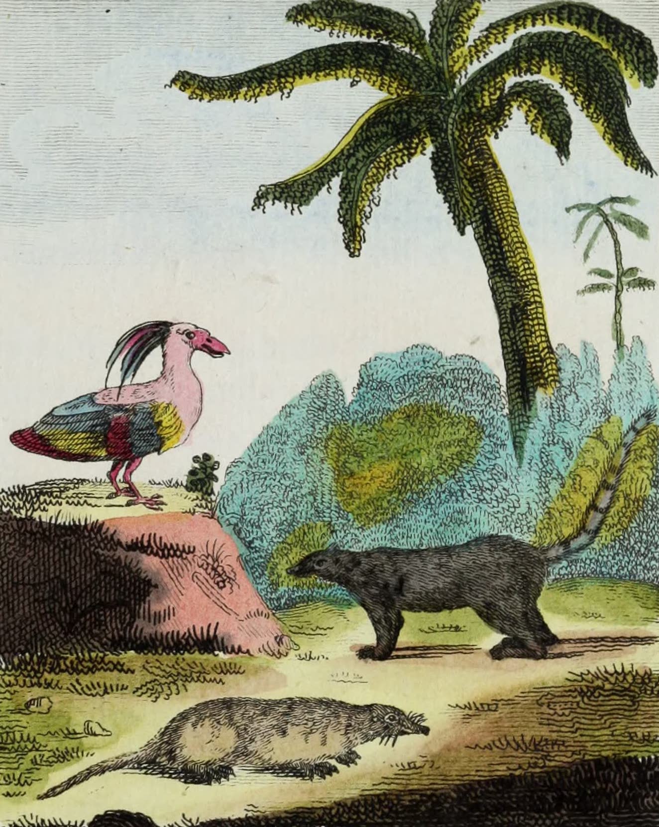 Geographie Vivante, ou, Tableaux Raisonnes - Le Savacere, le Coati, le Tayra (1821)
