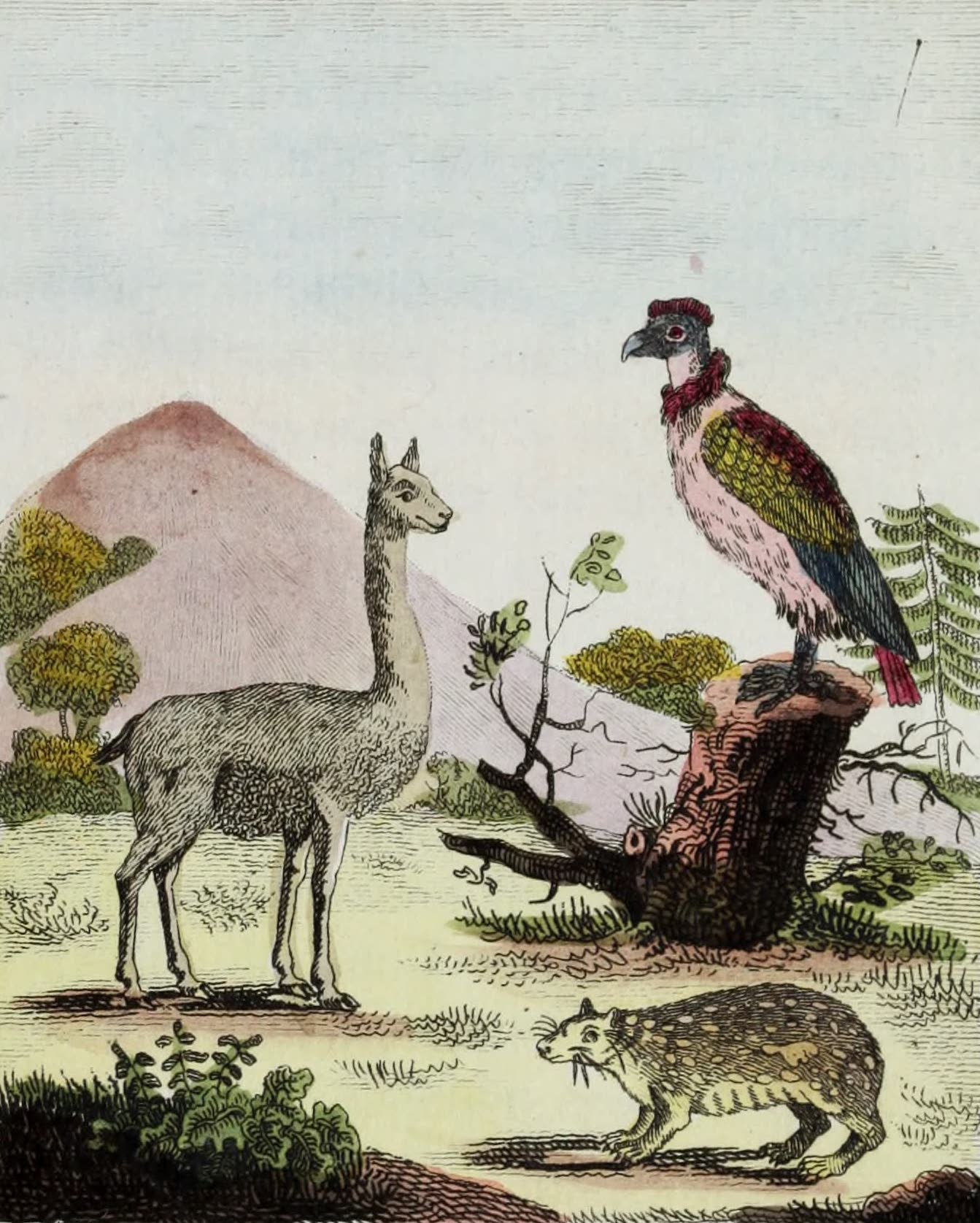 Geographie Vivante, ou, Tableaux Raisonnes - La Vigogne, le Paca, le Condor (1821)