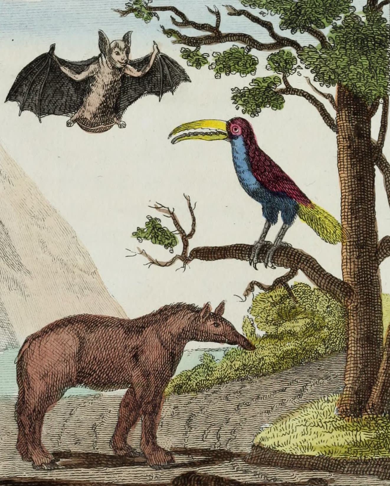 Geographie Vivante, ou, Tableaux Raisonnes - Le Vampire, le Toucan, le Tapir (1821)