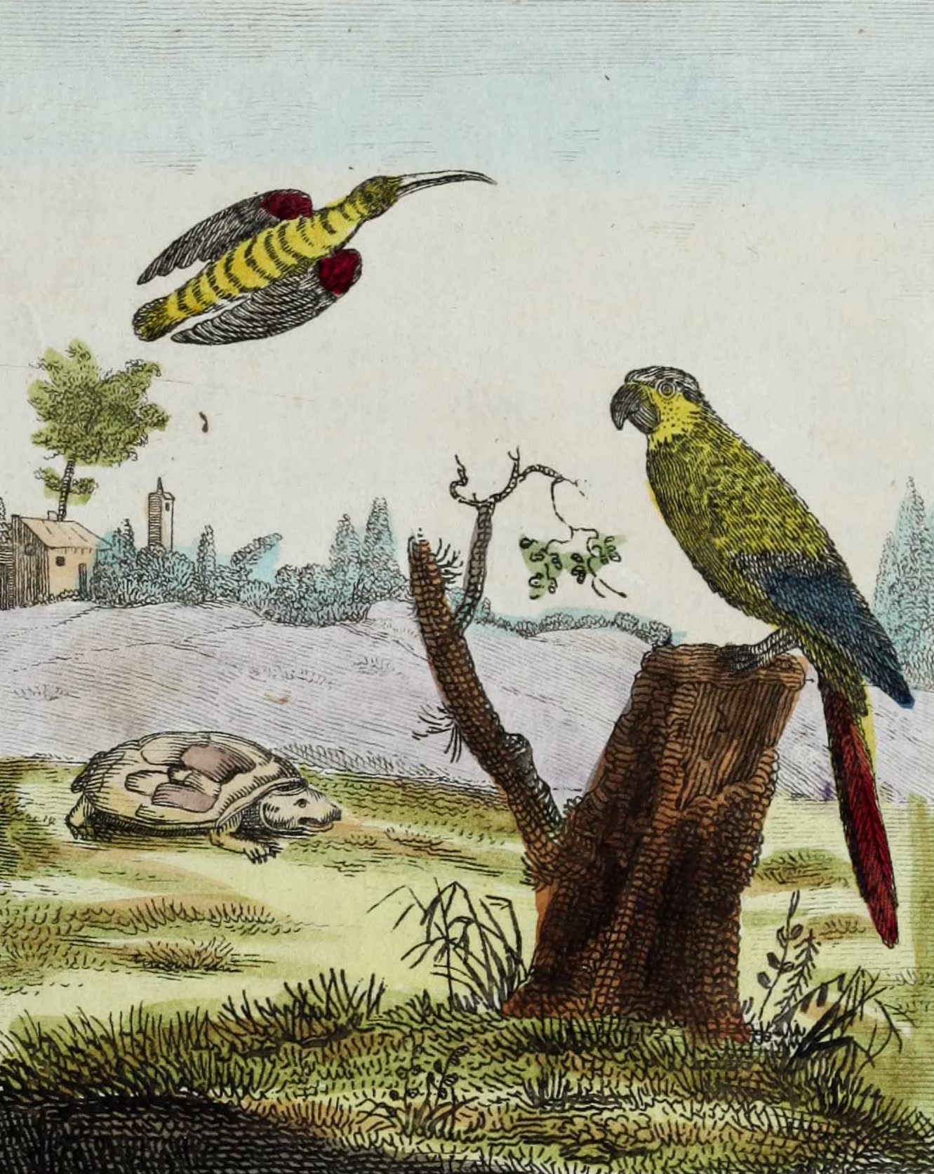 Geographie Vivante, ou, Tableaux Raisonnes - Le Colibri, la Tortue terrestre, l'Ara (1821)