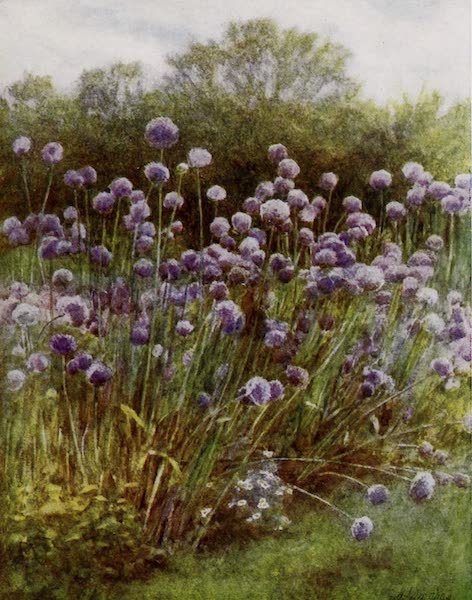 Happy England Painted and Described - Study of Leeks (1909)