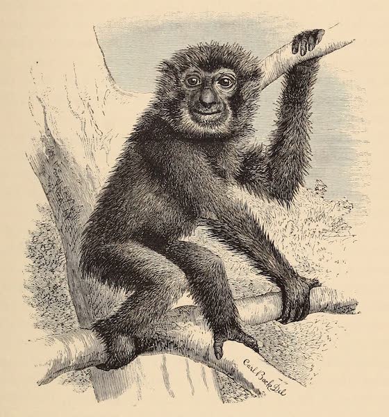 Head-Hunters of Borneo - The Siamang (Hylobates syndactylus) (1882)