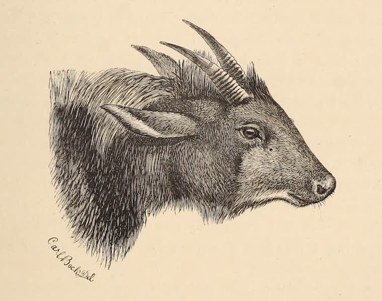 Head-Hunters of Borneo - Head of Kambing Utan or Wild Goat (Capricornis sumatrensis) (1882)