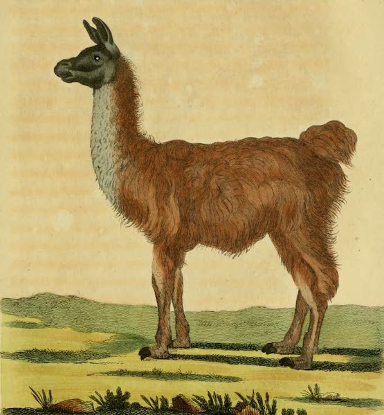 History of the Viceroyalty of Buenos Ayres - The Lama of South America (1807)