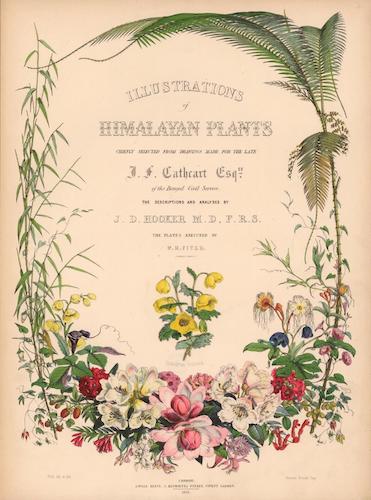 Aquatint & Lithography - Illustrations of Himalayan Plants