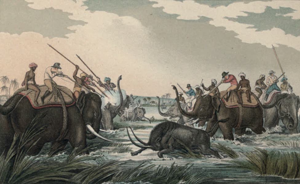 Illustrations of Indian Field Sports - Hunting an Old Buffalo (1892)