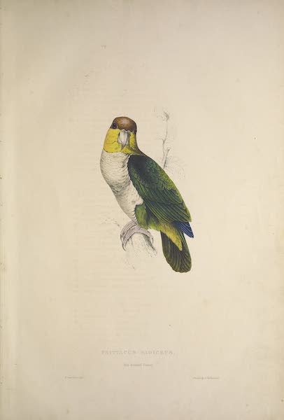 <i>Psittacus badiceps</i> - Bay-Headed Parrot