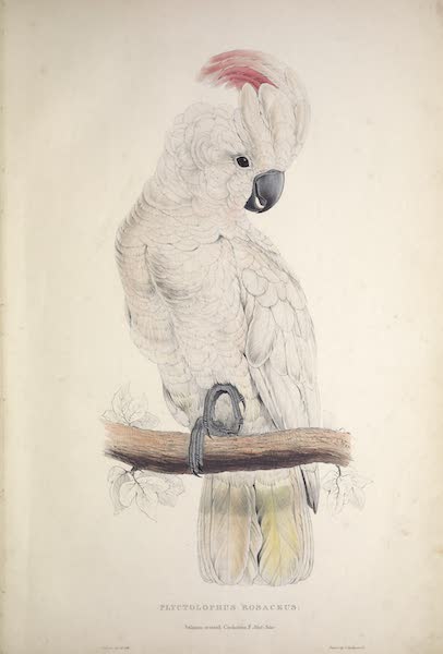 <I>Plyctolophus rosaceus</i> - Salmon-crested Cockatoo