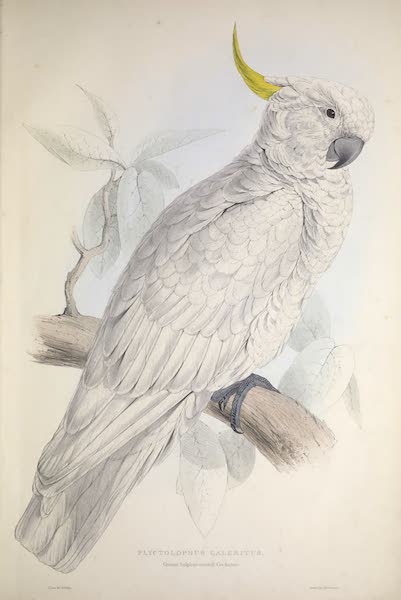 <i>Plyctolophus galeritus</i> - Greater Sulphur-crested Cockatoo