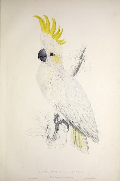 <i>Plyctolophus sulphureus</i> - Lesser Sulphur-crested Cockatoo