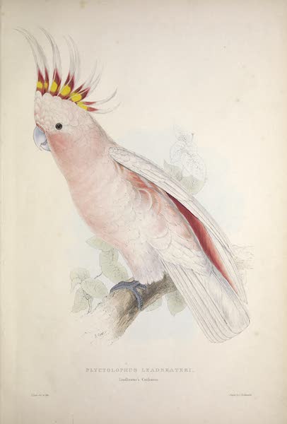 <i>Plyctolophus leadbeateri</i> - Leadbeater's Cockatoo