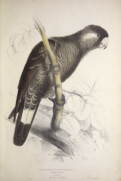 <i>Calyptorhynchus baudinii</i> - Baudin's Cockatoo