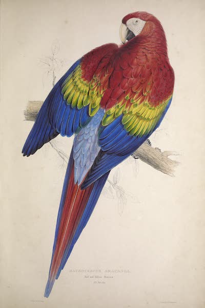 <i>Macrocercus aracanga</i> - Red and Yellow Maccaw