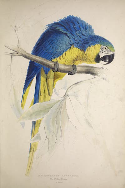 <i>Macrocercus ararauna</i> - Blue and Yellow Maccaw