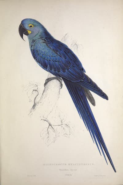 <i>Macrocercus hyacinthinus</i> - Hyacinthine Maccaw