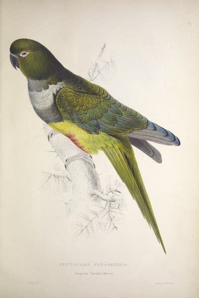 <i>Psittacara patagonica</i> - Patagonian Parrakeet-Maccaw