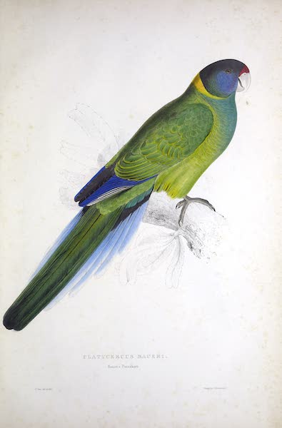 <i>Platycercus baueri</i> - Bauer's Parrakeet