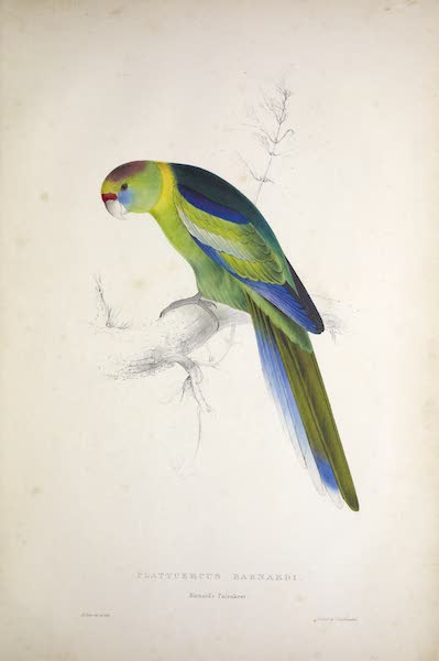 <i>Platycercus barnardi</i> - Barnard's Parrakeet