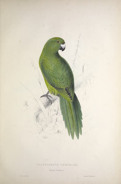 <i>Platycercus unicolor</i> - Uniform Parrakeet