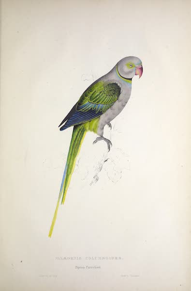 <i>Palaeornis columboides</i> - Pigeon Parrakeet