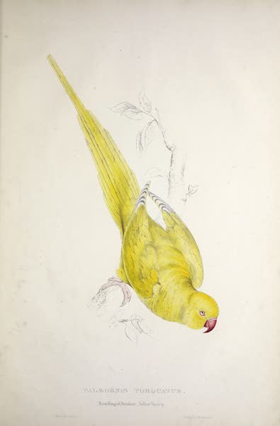 <i>Palaeornis torquatus</i> - Rose-Ringed Parrakeet, Yellow Variety