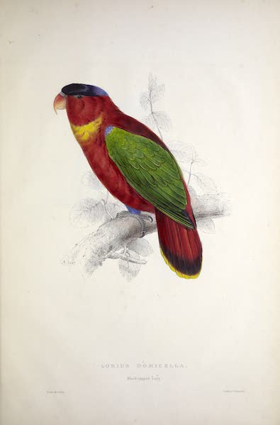 <i>Lorius domicella</i> - Black-capped Lory