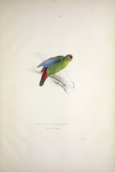 <i>Psittacula rubrifrons</i> - Red-fronted Parrakeet