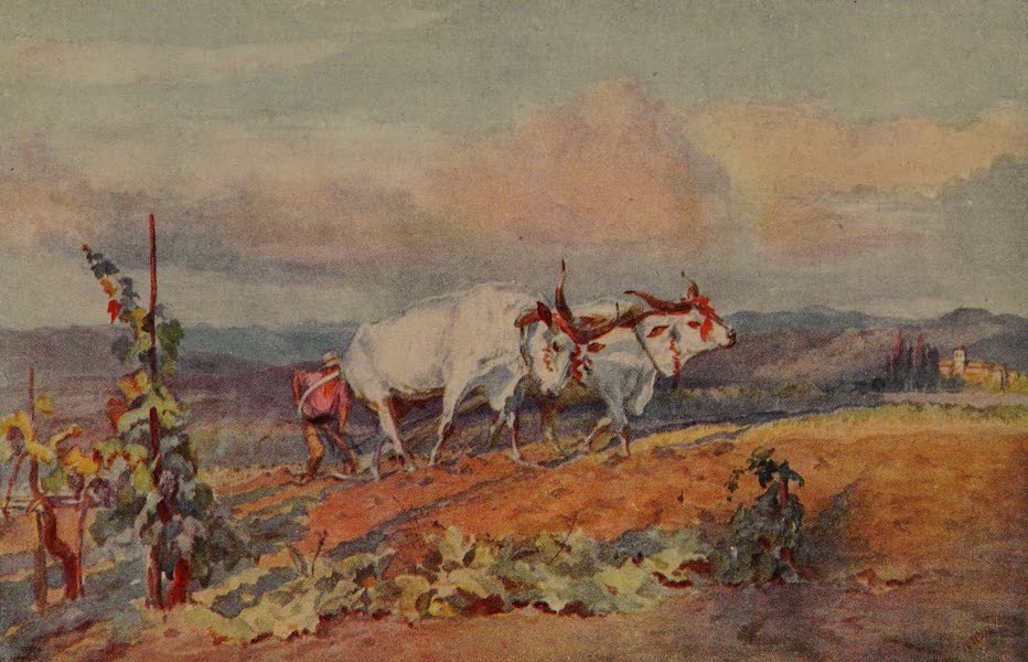 Italy - Ploughing with Oxen in Tuscany (1913)