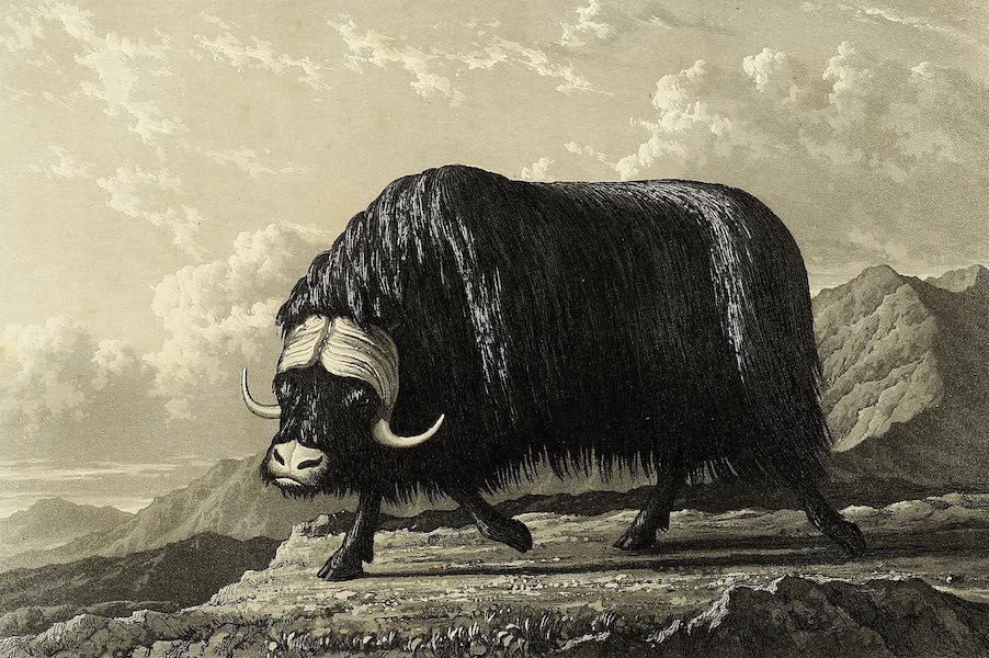 Journal of a Voyage for the Discovery of a North-West Passage - Musk-Ox (1821)