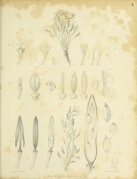 Journal of a Voyage for the Discovery of a North-West Passage - Natural History Plate [III] (1821)