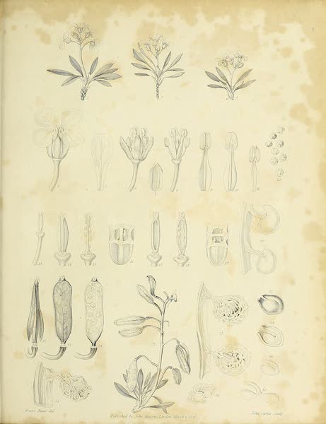 Journal of a Voyage for the Discovery of a North-West Passage - Natural History Plate [IV] (1821)