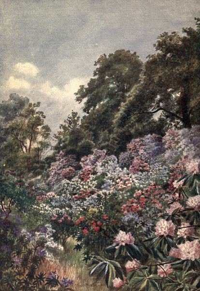 Kew Gardens, Painted and Described - The Rhododendron Dell (1908)