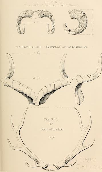 Ladak, Physical, Statistical, and Historical - [Horns] (1854)
