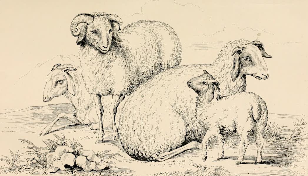 Ladak, Physical, Statistical, and Historical - The Purik Sheep (1854)