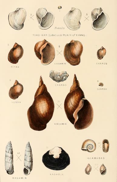 Ladak, Physical, Statistical, and Historical - Extinct and Existing Shells from Ladak, Balti and Kashmir (1854)