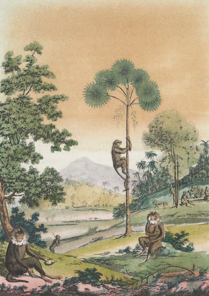 Le Costume Ancien et Moderne [Asie] Vol. 2 - Vegetaux (1817)