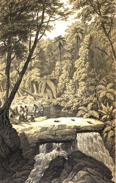 Falls of Anevoga, Forest of Analamazaotra