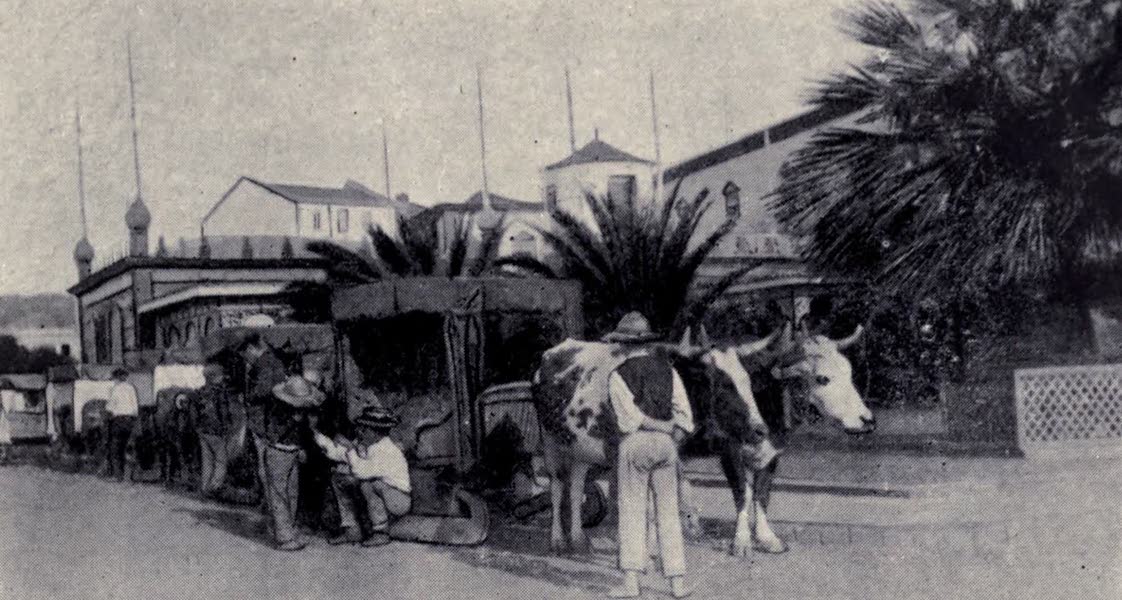 A Carro Stand : Funchal