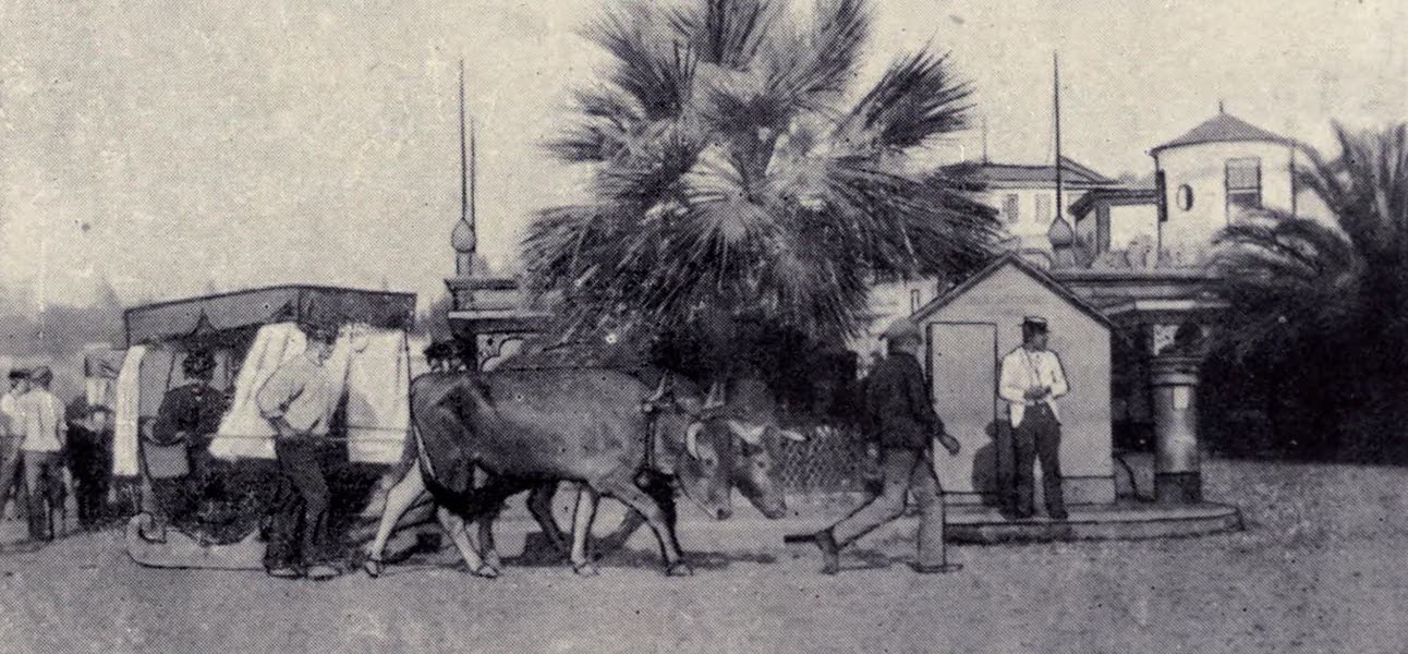 An Ox Carro : Funchal