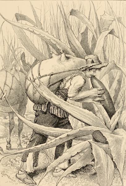 Pulque Tlachiquero