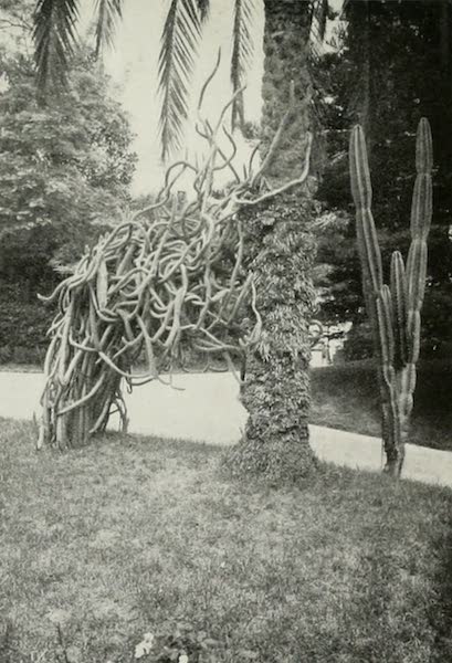 The Mexican Serpent Cactus Attacking an African Date-palm