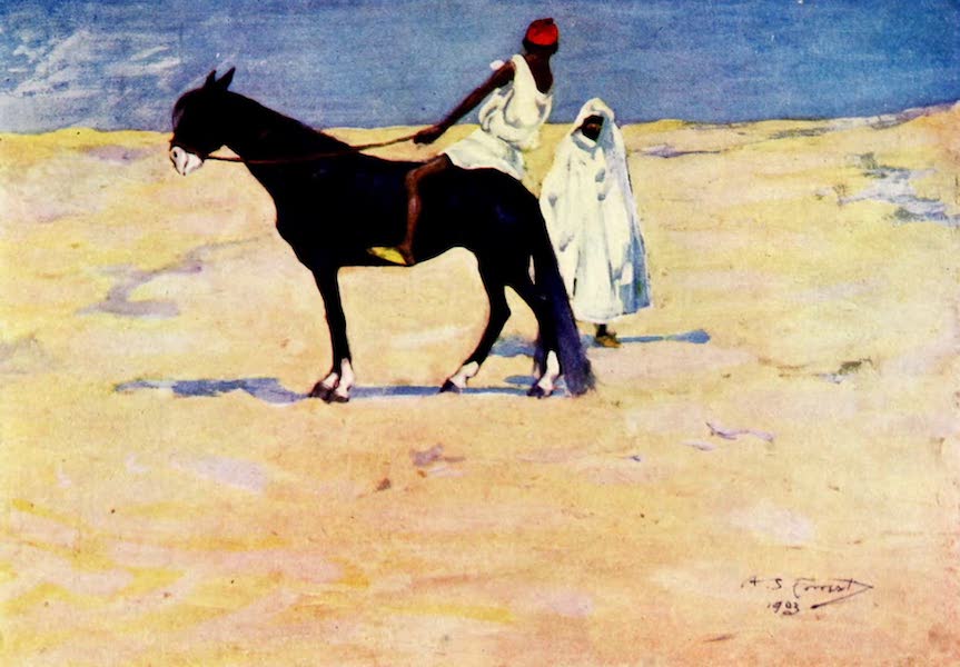 An Arab Steed