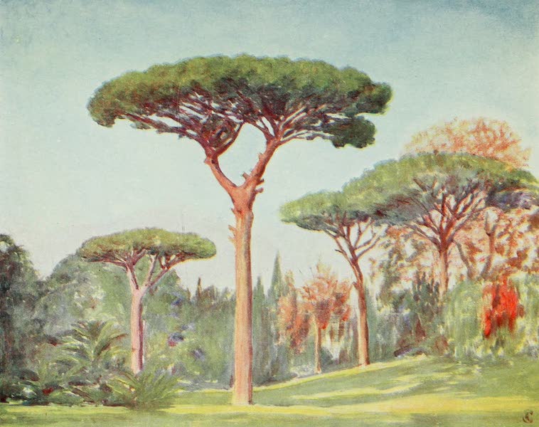 Rock Pines in the Grounds of the Villa Floridiana, on the Vomero, Naples