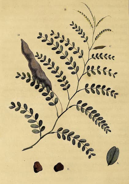 Narrative, of a Five Years Expedition Vol. 1 - Sprig of the Tamarind Tree (1796)